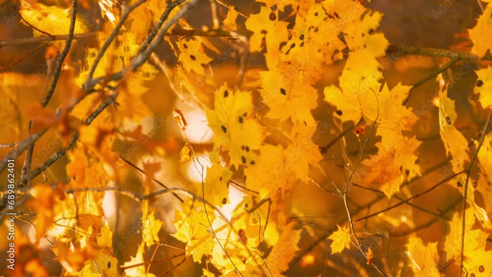 Green Maple Tree Turn Yellow. Timelapse. Autumn Mood. Summer Autumn Forest Transition. Season Change Concept. From Summer Green To Autumn Yellow. Time Lapse, Time-lapse. Green Maple Tree Turn Yellow. Timelapse. Autumn Mood. Summer Autumn Forest Transition. Season Change Concept. From Summer Green To Autumn Yellow. Time Lapse, Time-lapse.