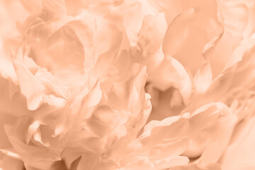 Crédence de cuisine Pantone 2024 Peach Fuzz Pivoine délicate pêche duveteux 2024  © magic_cinema