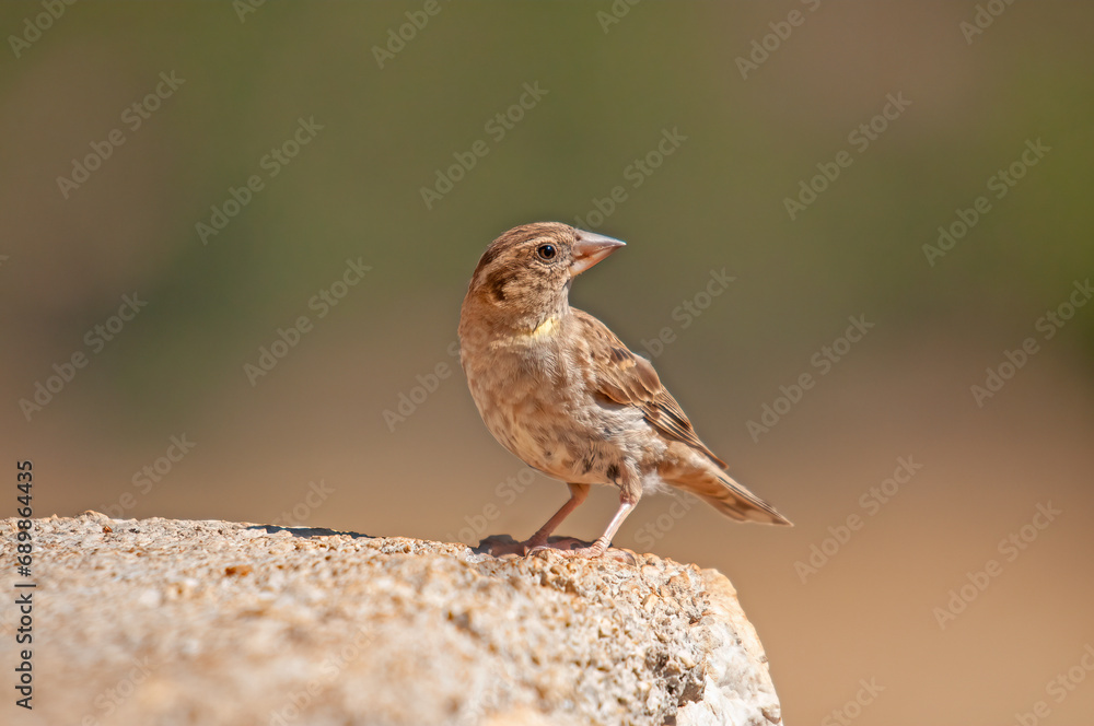 Rock Sparrow (Petronia petronia) on concrete floor. Rock Sparrow (Petronia petronia) on concrete floor.