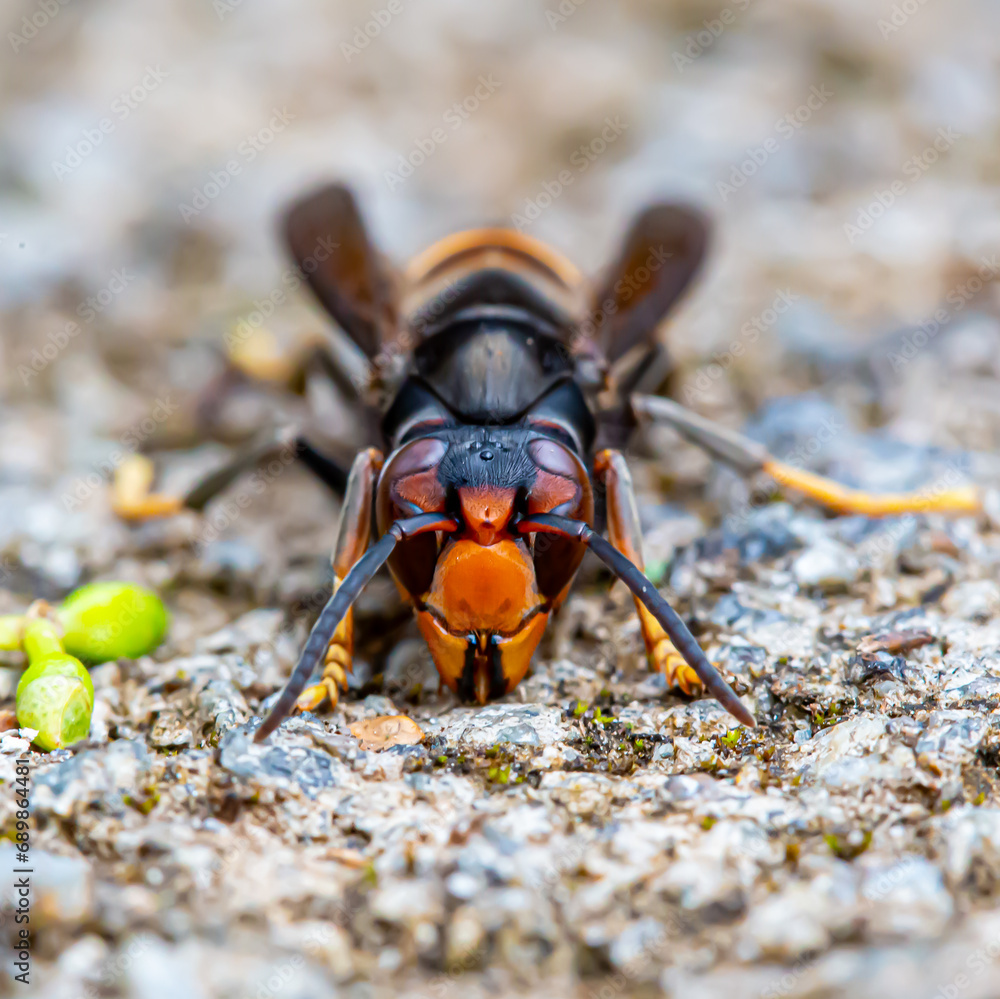 Orange and black bee from the front on the ground in macro photography Orange and black bee from the front on the ground in macro photography