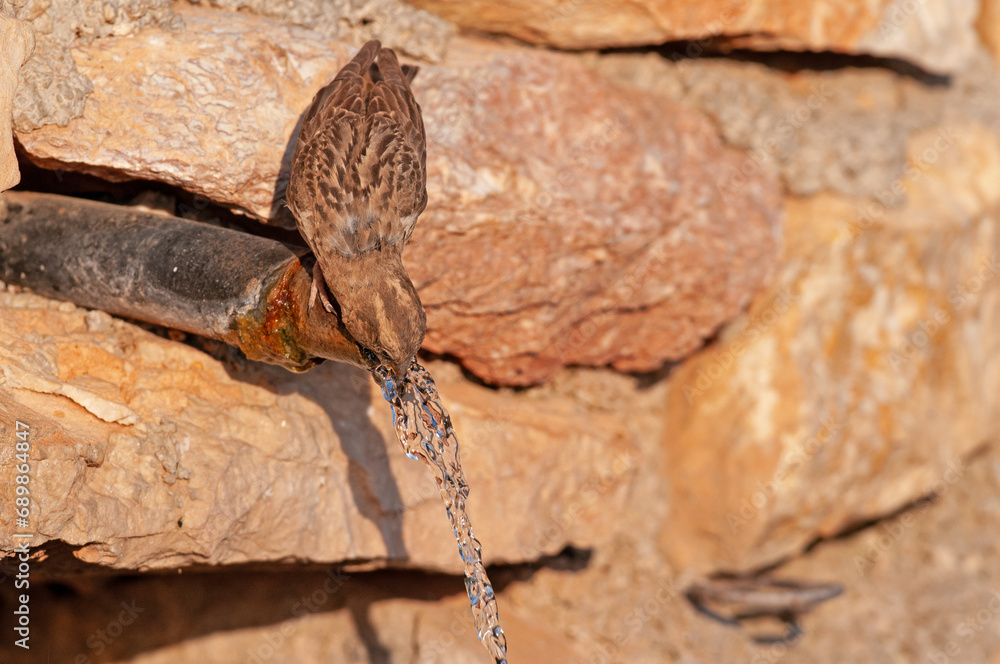Water-drinking Rock Sparrow (Petronia petronia). Water-drinking Rock Sparrow (Petronia petronia).