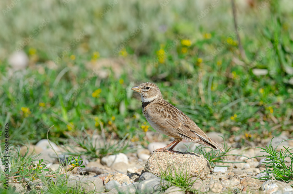 Calandra Lark (Melanocorypha calandra) singing on rock, green background. Calandra Lark (Melanocorypha calandra) singing on rock, green background.