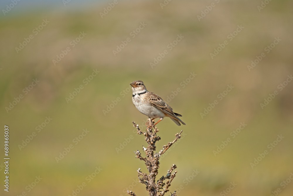Calandra Lark (Melanocorypha calandra) on dried plant, blurred background. Calandra Lark (Melanocorypha calandra) on dried plant, blurred background.
