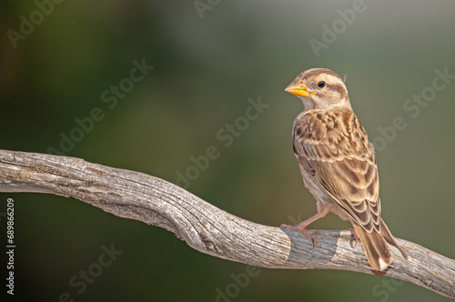 Baby Rock Sparrow (Petronia petronia) on a tree branch.
