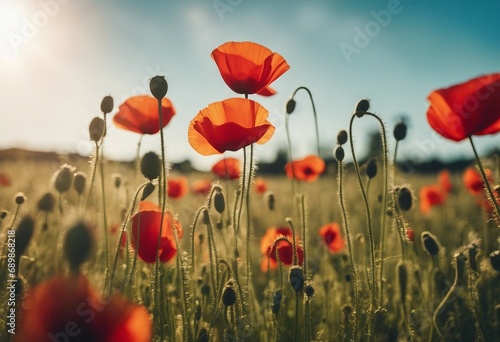 Poppies In Field In Sunny Scene With Blue Sky