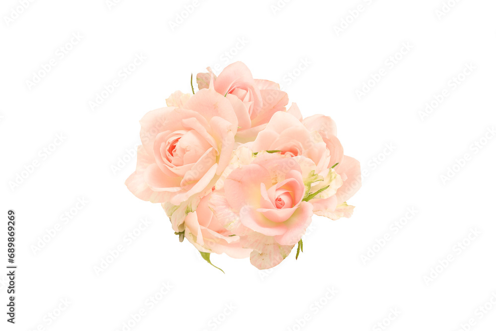 白背景のピンクの薔薇の花束 白背景のピンクの薔薇の花束