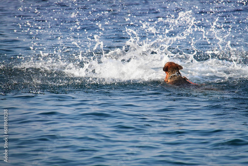 Dog Swimming in the Sea