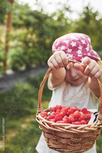 Little girl picking raspberries in country fields. Farming, childhood, ecology, nature