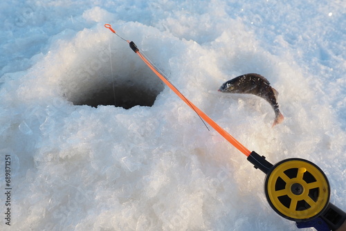 Frozen small perch on snow and ice. Catch caught during winter fishing. River perch or common perch Perca fluviatilis, ray-finned fish of the genus of freshwater perches. Fishing rod in the hole