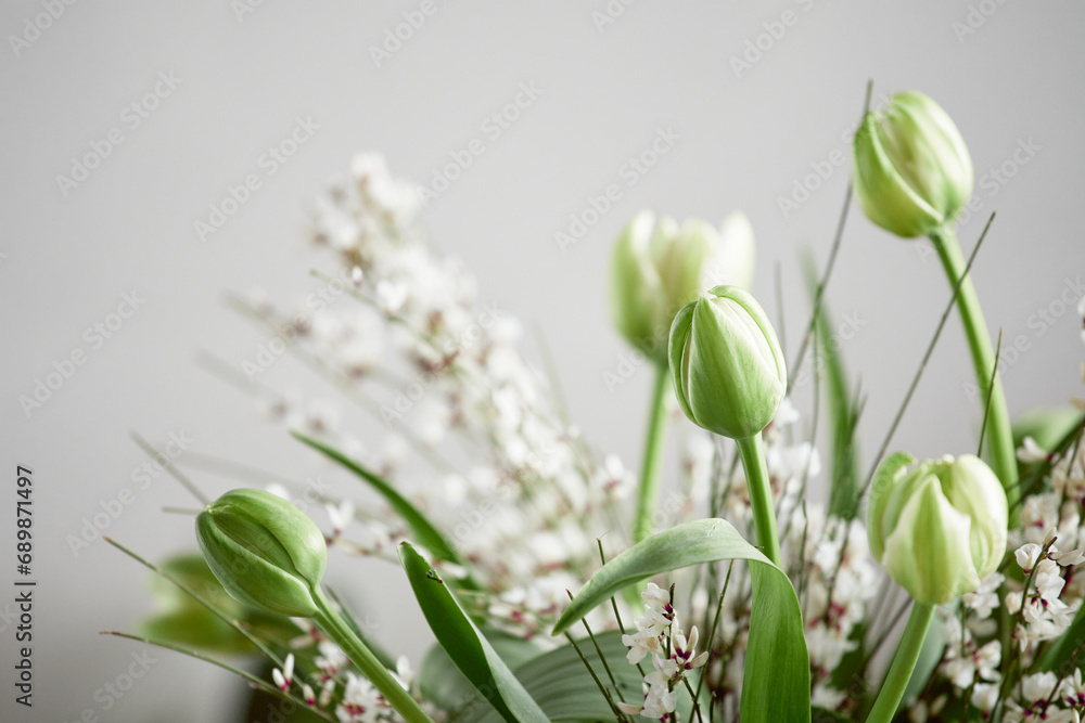 Fototapeta premium Close up of beautiful white tulips flowers, with copy space, minimalistic colors,