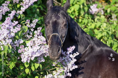 portrait of beautiful black stallion posing nearly blossom lilac bush at sunny evening. close up