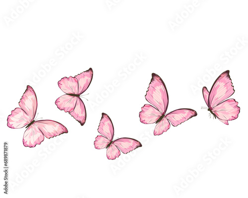 butterfly on a pink background