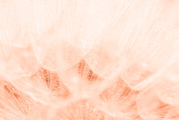 Wandcirkels Pantone 2024 Peach Fuzz Paardenbloem pluisjes met waterdruppels  © Serenkonata
