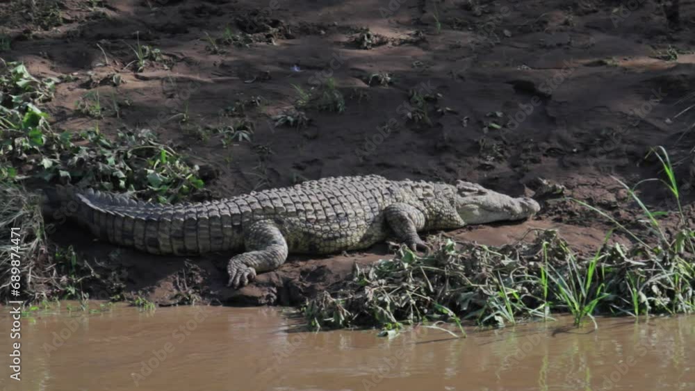 Scary Crocodile On Muddy Shore In Kenya Scary Crocodile On Muddy Shore In Kenya