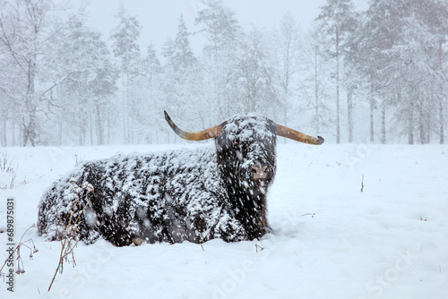 Bull in winter. Bull in snowfall. Scottish highland cattle in winter.