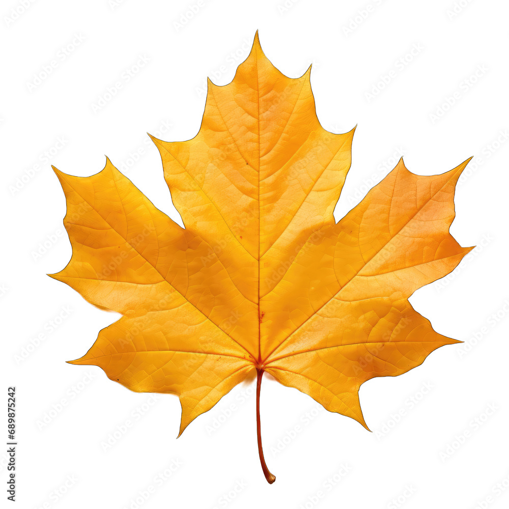 Fototapeta premium Autumn yellowed leaf isolated on white and transparent background, png