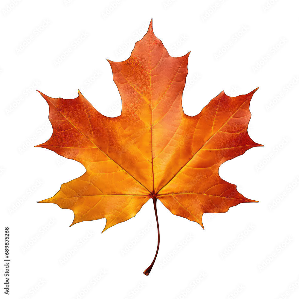 Obraz premium Autumn yellowed leaf isolated on white and transparent background, png