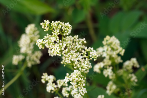 Tiny white flowers of Northern bedstraw are blooming in the wild.