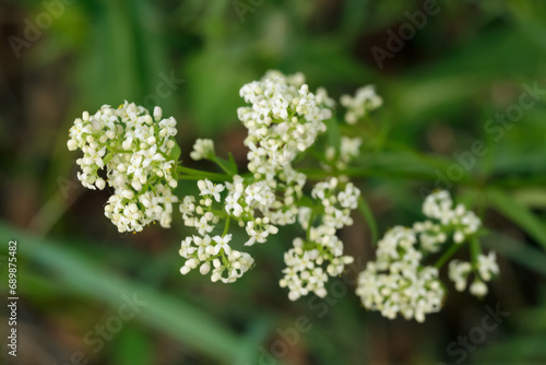 Tiny white flowers of Northern bedstraw are blooming in the wild.