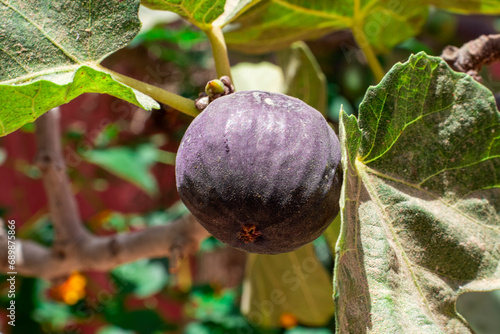 Natural fresh purple fig fruit. Delicious natural fruit.