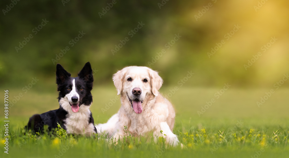 Collie Dog Border Collie Golden Retriever Puppies Golden Border - Main Image