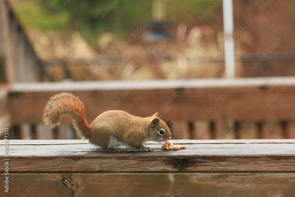 red squirrel sits on a wooden fence and eats walnuts