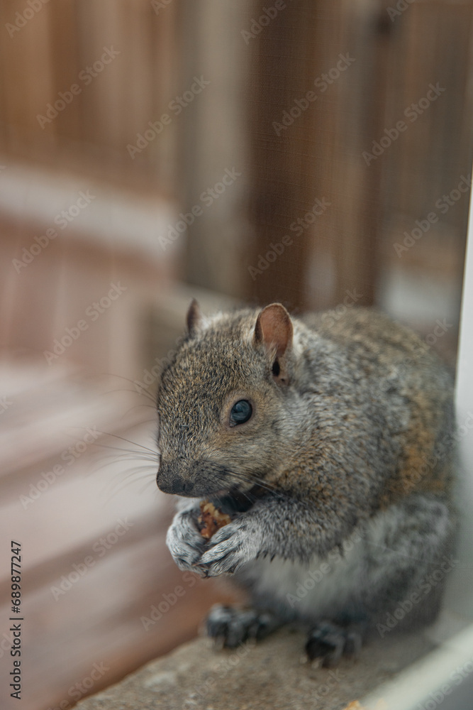 gray squirrel sits near the window and eats nuts. Vertical photo