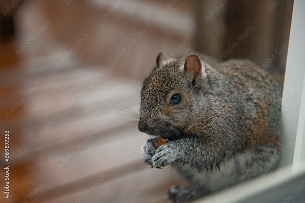 gray squirrel sits near the window and eats nuts