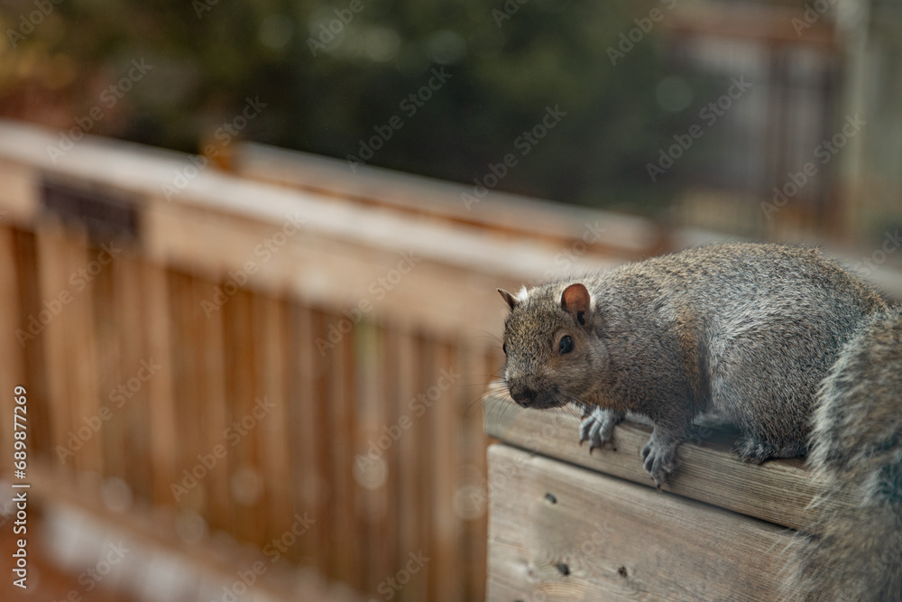 squirrel on a fence