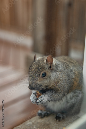 gray squirrel sits near the window and eats nuts. Vertical photo
