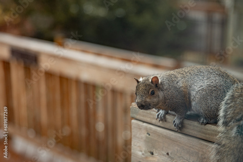 Obraz na płótnie squirrel on a fence w salonie