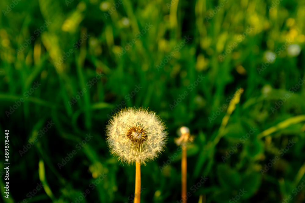 Dandelions in the grass. One fluffy dandelion, the other empty on the background of an overgrown field for publication, screensaver, wallpaper, poster, cover, post, website. High quality photo