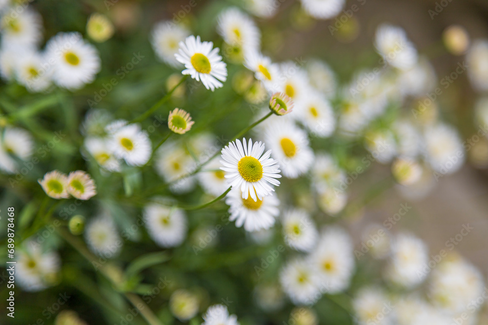 Wild daisy flowers growing on meadow, white chamomiles on green grass background. Oxeye daisy, leucanthemum vulgare, daisies, dox-eye, common daisy, dog daisy, in darjeeling.