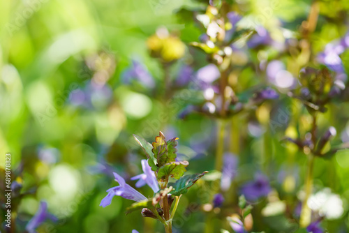Glechoma hederacea, gill-over-the-ground, creeping charlie, in the spring on the lawn during flowering. Blue or purple flowers used by the herbalist in alternative medicine