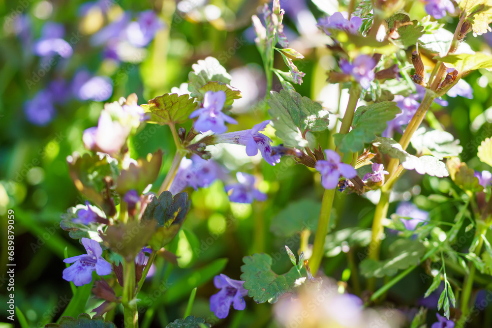 Glechoma hederacea, creeping charlie, alehoof, tunhoof, catsfoot, field balm in the spring on the lawn during flowering. Blue or purple flowers used by the herbalist in alternative medicine