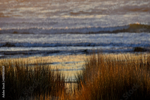 Backlit chord grass at sunset, Chord grass helps stabilize sand dunes in beach environment