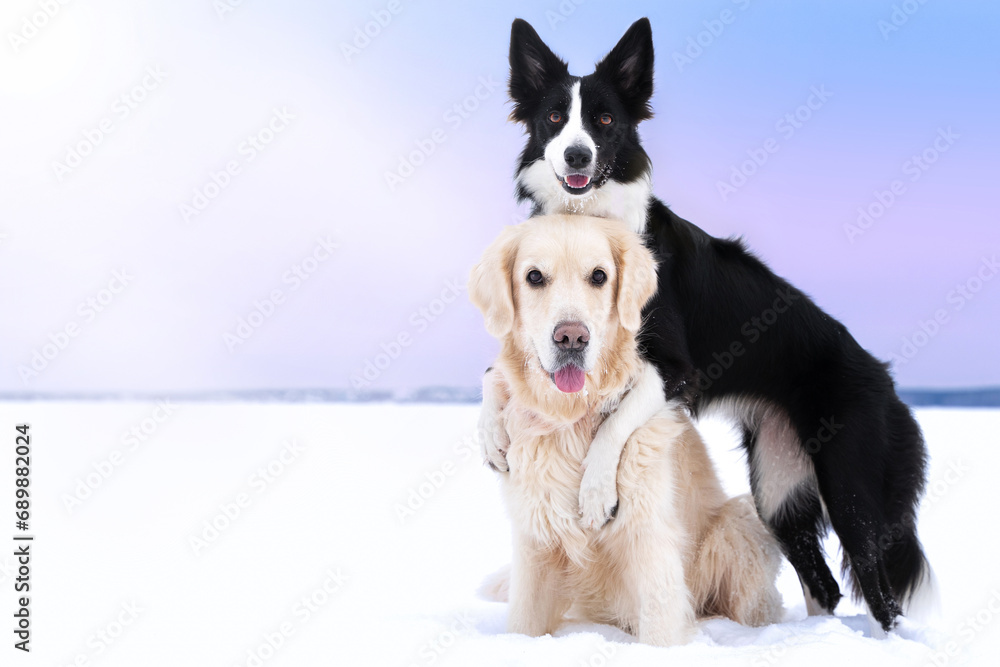 Obraz premium Black and white border collie hugs his golden retriever friend in a winter field