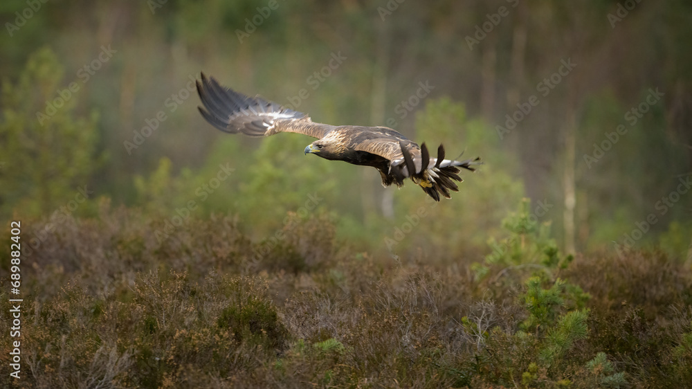 Golden eagle (Aquila chrysaetos) in late autumn, Norway Golden eagle (Aquila chrysaetos) in late autumn, Norway