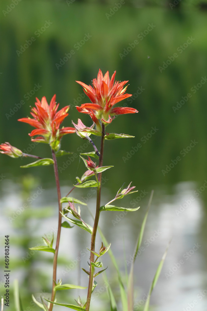 Scarlet Indian paintbrush at Reflection Lake Scarlet Indian paintbrush at Reflection Lake