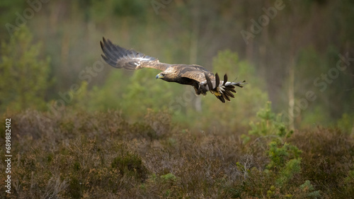 Golden eagle (Aquila chrysaetos) in late autumn, Norway © STUEDAL