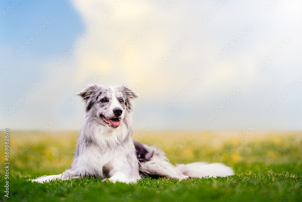 Blue marbled border collie lies in a meadow on a summer sunny day