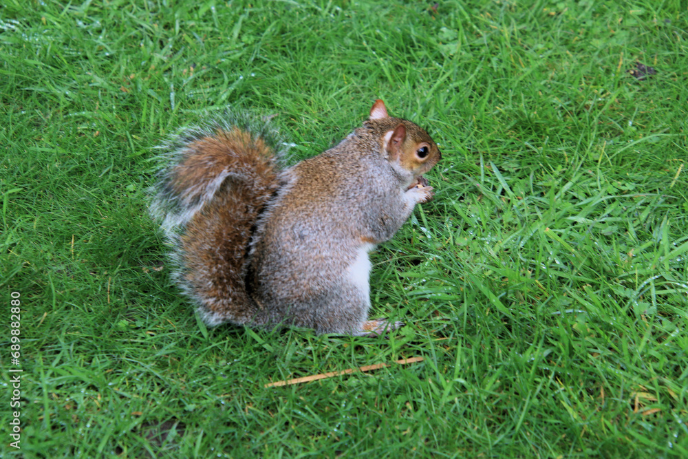 A view of a Grey Squirrel in a London Park A view of a Grey Squirrel in a London Park