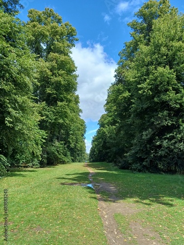 Trees avenue in Nowton Park, Bury St Edmunds, Suffolk, UK photo