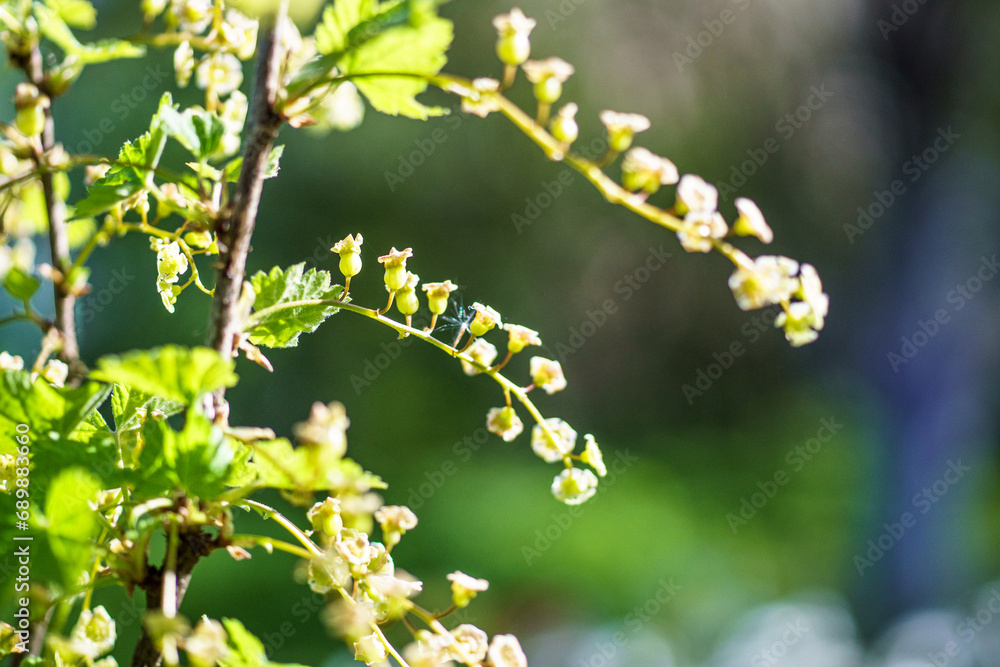 Fototapeta premium White currant flowers on a branch in the garden in spring.