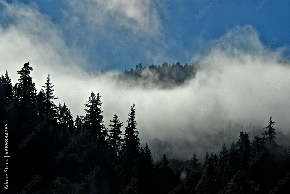 Incoming fog silhouette conifer forest along Highway 101 around Garberville, California