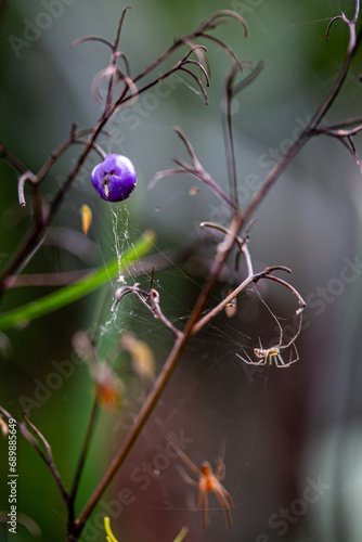 yellow spider in its spider web with violet fruits photo