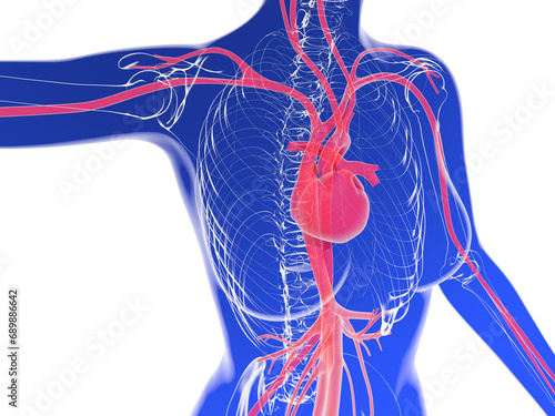 Fotografie 3d illustration of woman silhouette showing the circulatory system