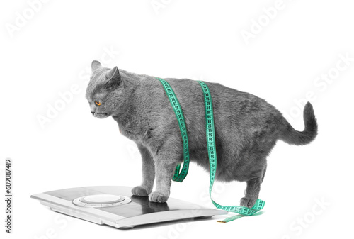 British cat stands on scales wearing a measuring tape on a white background, weight control