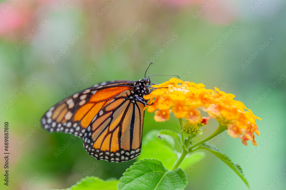 Obraz premium monarch butterfly on flower