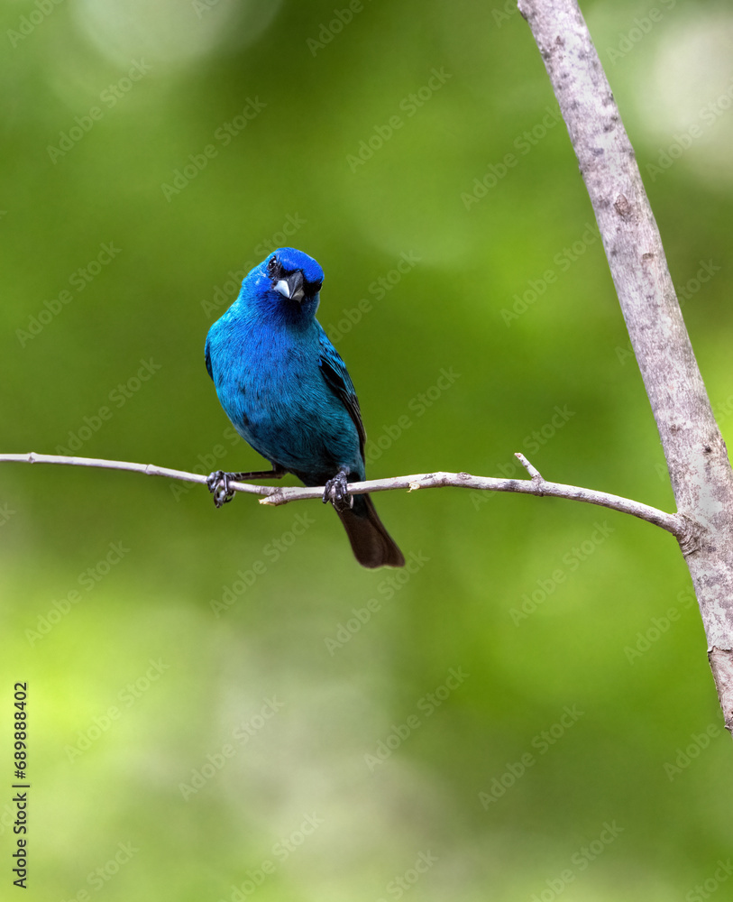 A beautiful male Indigo Bunting strikes a sweet pose while sitting on a branch. A beautiful male Indigo Bunting strikes a sweet pose while sitting on a branch.